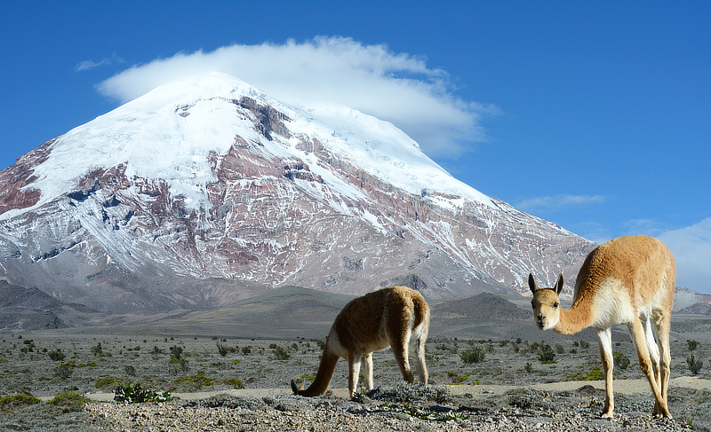 Advanced Reproductive technologies (ET and OPU) in new world camelids