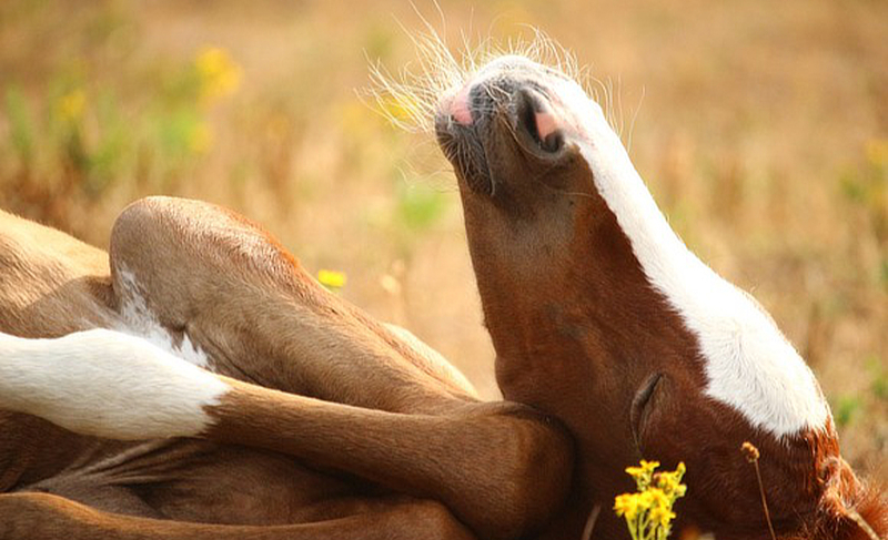 Paturation emergencies and neonatology