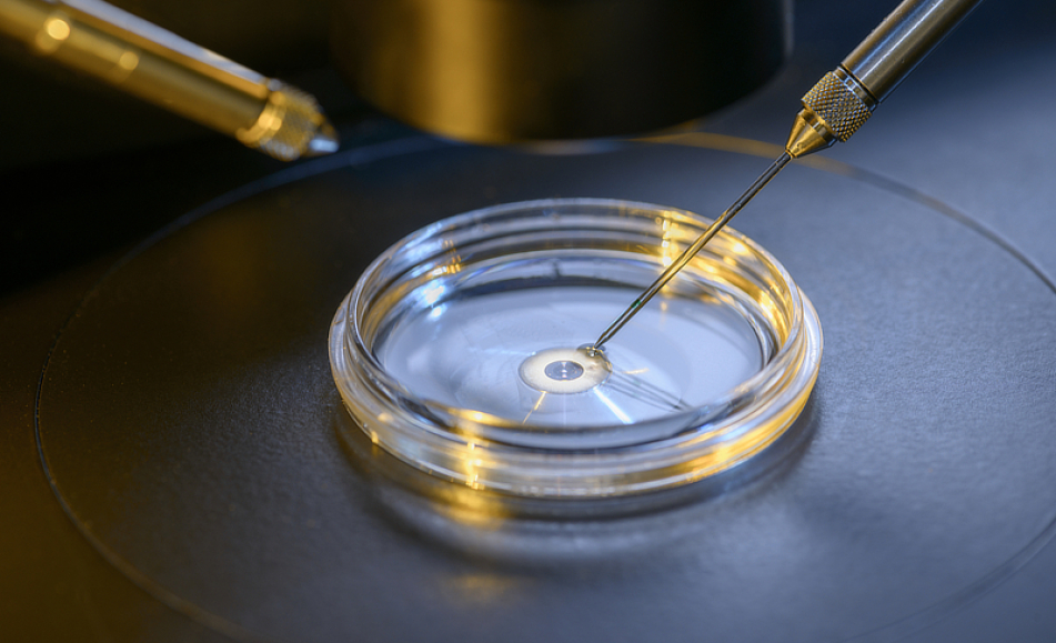 Advanced reproductive technoilogies in large ruminants 