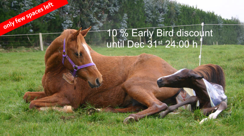 Equine embryo transfer